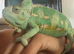 Friendly male chameleon