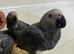 Super tame African grey babies
