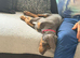 Female Dobermann blue and tan