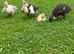 Runner ducks