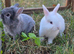 Lionlop x Lionhead