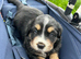 Bernese Mountain Dog × Golden Retriever