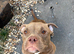 Amazing Pocket bully