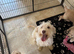 Gorgeous F1B Cockapoo puppies ready now