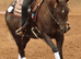 Fancy 2020 AQHA/APHA mare