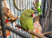 4 years old female Indian ringneck semi tame