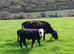 3 year old dexter cow with heifer calf at foot