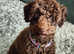 Toy poodle studs
