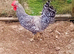 Quintet Crested Cream Legbar Chicken