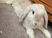 Mini Lop Rabbits 3 BOYS LEFT