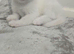 Two Adorable White Kittens Looking for Their Forever Homes! ️