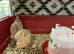 Jumbo Quail chicks