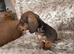 Beautiful mini dachshund bundles