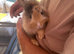 Harlequin bunny&rsquo;s / rabbit