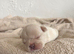 Reduced! Last2 left frenchie pups️