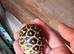 Indian star tortoise cb25