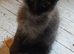 12 week old male Maine coon