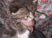 american short hairx kittens soon ready