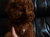 Asian poodle, red , 1.2 kg !