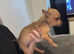 Female Jack Russell puppy