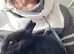 Black buck