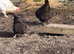 Chickens