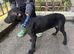 bull x lurcher pups