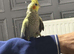 Semi tame 4 month old cockatiels