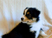 Border Collie Puppies ready now. Red Tri and Black Tri.