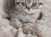 4 beautiful exotic x kittens