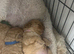 Beautiful Golden Cockapoo Puppies
