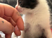 Last kitten