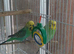 Pair of budgies