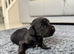 Working Cocker Spaniel Puppy