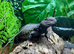 Mali Uromastyx at Birmingham Reptiles