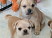 Pom x pug puppies