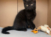 Beautiful playful kitten looking for his forever home