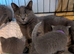 Pure Beautiful Russian Blue Kittens for Sale