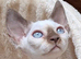 Beautiful Cinnamon Point Devon Rex Girl &ndash; Ready Now