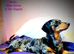 MINIATURE DACHSHUND QUALITY PUPPIES