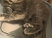 3 female kittens