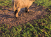 Swiss valais sheep