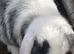 Mum and daughter mini lops