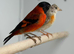 Red Siskin