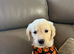 Champion English cream golden retrievers