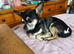 Full chihuahua stud