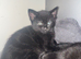 Gorgeous Russian Blue Mix Kittens &ndash; 1 Girl & 1 Boy