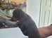 Miniature dachshunds