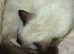 Ragdoll to be rehomed