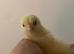 16 x La Bresse Gauloise Purebred chicks available